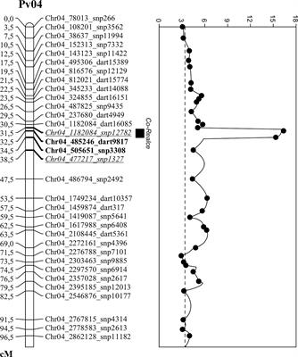Genetic mapping of the Andean anthracnose resistance gene present in the common bean cultivar BRSMG Realce